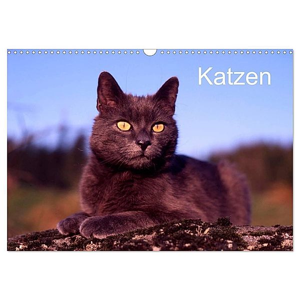 Katzen (Wandkalender 2024 DIN A3 quer), CALVENDO Monatskalender, McPHOTO