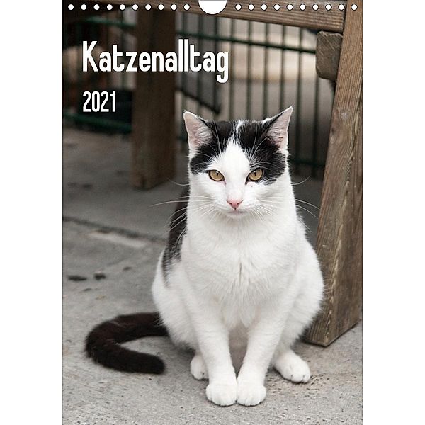 Katzenalltag 2021 (Wandkalender 2021 DIN A4 hoch), Daniela Scholz