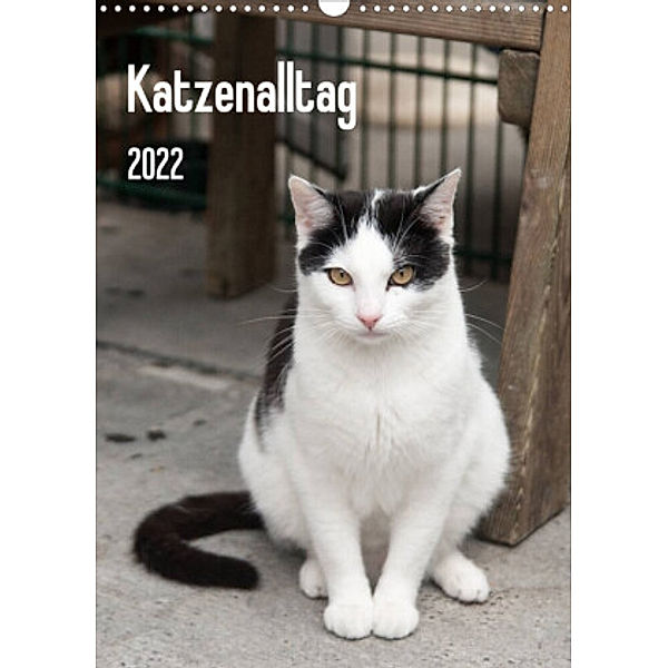 Katzenalltag 2022 (Wandkalender 2022 DIN A3 hoch), Daniela Scholz