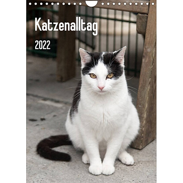Katzenalltag 2022 (Wandkalender 2022 DIN A4 hoch), Daniela Scholz