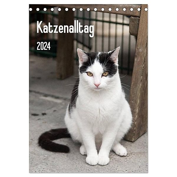 Katzenalltag 2024 (Tischkalender 2024 DIN A5 hoch), CALVENDO Monatskalender, Daniela Scholz