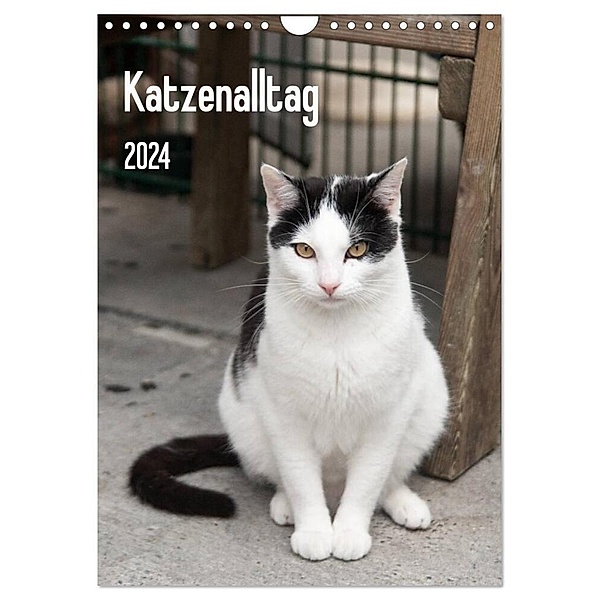 Katzenalltag 2024 (Wandkalender 2024 DIN A4 hoch), CALVENDO Monatskalender, Daniela Scholz
