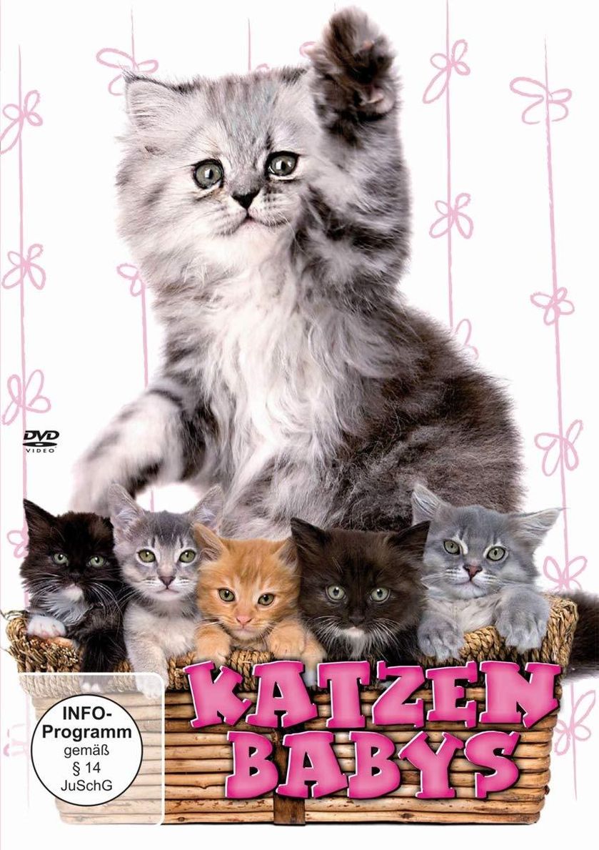 Katzenbabys DVD jetzt bei Weltbild.de online bestellen