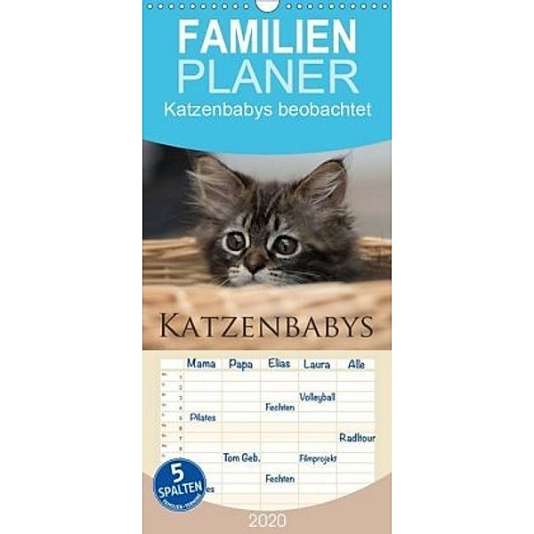 Katzenbabys beobachtet - Familienplaner hoch (Wandkalender 2020 , 21 cm x 45 cm, hoch), Christiane Calmbacher