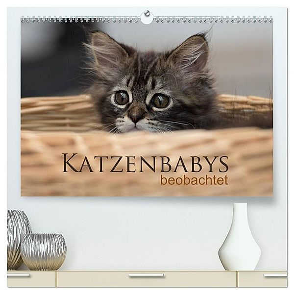 Katzenbabys beobachtet (hochwertiger Premium Wandkalender 2024 DIN A2 quer), Kunstdruck in Hochglanz, Christiane calmbacher