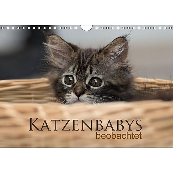 Katzenbabys beobachtet (Wandkalender 2018 DIN A4 quer), Christiane Calmbacher