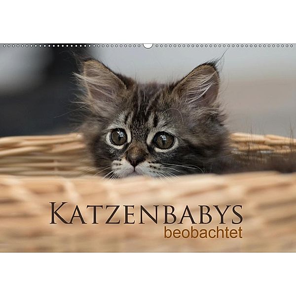 Katzenbabys beobachtet (Wandkalender 2020 DIN A2 quer), Christiane Calmbacher