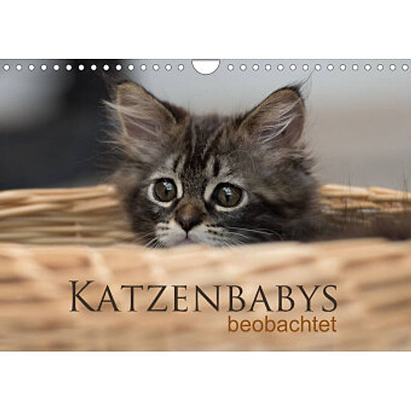 Katzenbabys beobachtet (Wandkalender 2022 DIN A4 quer), Christiane calmbacher