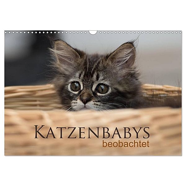 Katzenbabys beobachtet (Wandkalender 2024 DIN A3 quer), CALVENDO Monatskalender, Christiane calmbacher