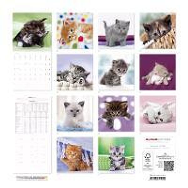 Katzenbabys, Broschürenkalender 2014. Kittens