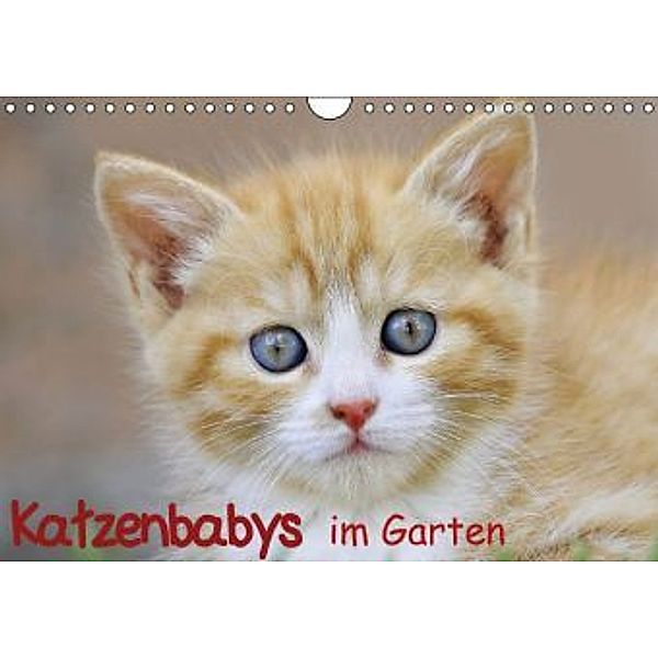 Katzenbabys im Garten (Wandkalender 2016 DIN A4 quer), Ivan Jazbinszky