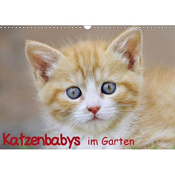 Katzenbabys im Garten (Wandkalender 2021 DIN A3 quer), Ivan Jazbinszky