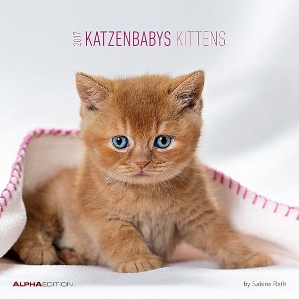 Katzenbabys / Kittens 2017, Sabine Rath