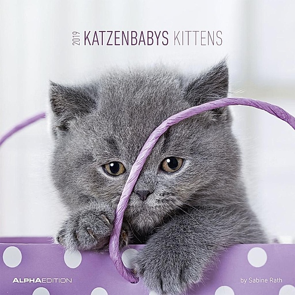 Katzenbabys / Kittens 2019, Sabine Rath