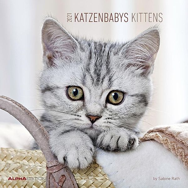 Katzenbabys / Kittens 2021