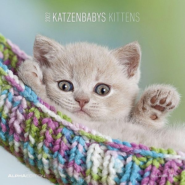 Katzenbabys / Kittens 2022