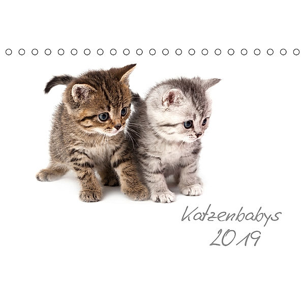 Katzenbabys (Tischkalender 2019 DIN A5 quer), Hesch-Foto