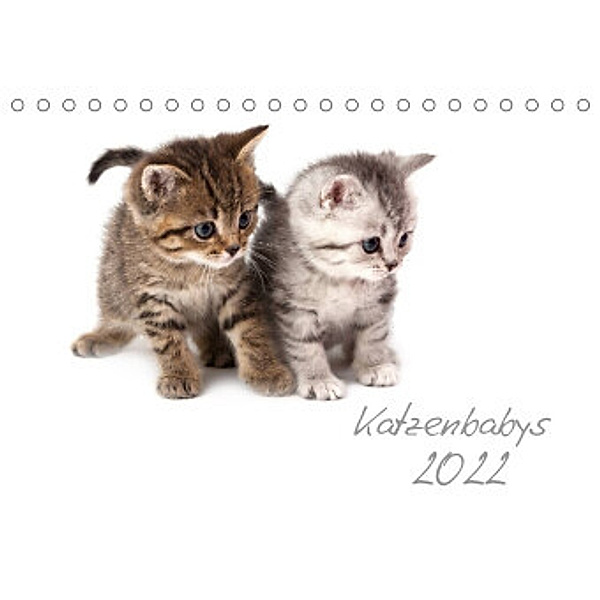 Katzenbabys (Tischkalender 2022 DIN A5 quer), Hesch-Foto