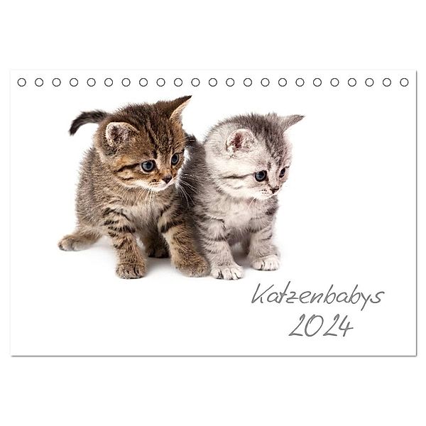 Katzenbabys (Tischkalender 2024 DIN A5 quer), CALVENDO Monatskalender, Hesch-Foto