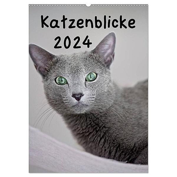 Katzenblicke 2024 (Wandkalender 2024 DIN A2 hoch), CALVENDO Monatskalender, Heidi Bollich