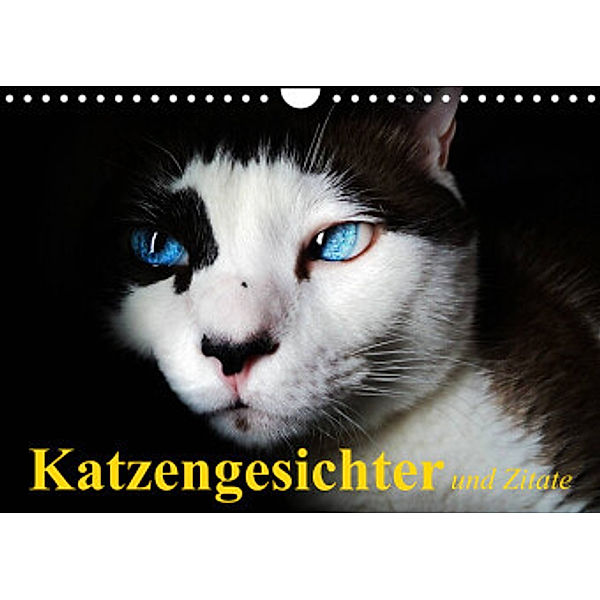 Katzengesichter und Zitate (Wandkalender 2022 DIN A4 quer), Elisabeth Stanzer