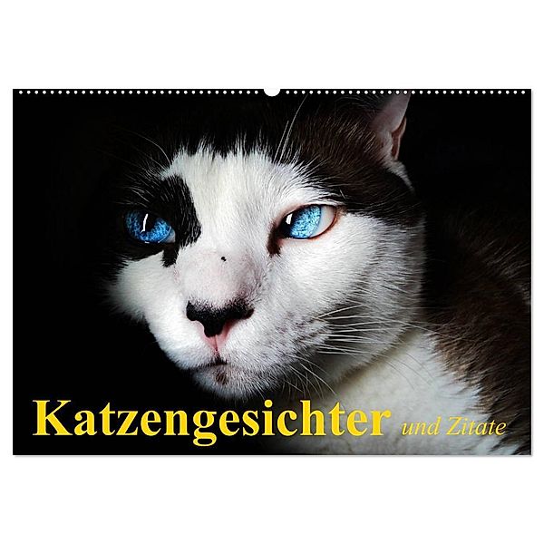 Katzengesichter und Zitate (Wandkalender 2024 DIN A2 quer), CALVENDO Monatskalender, Elisabeth Stanzer