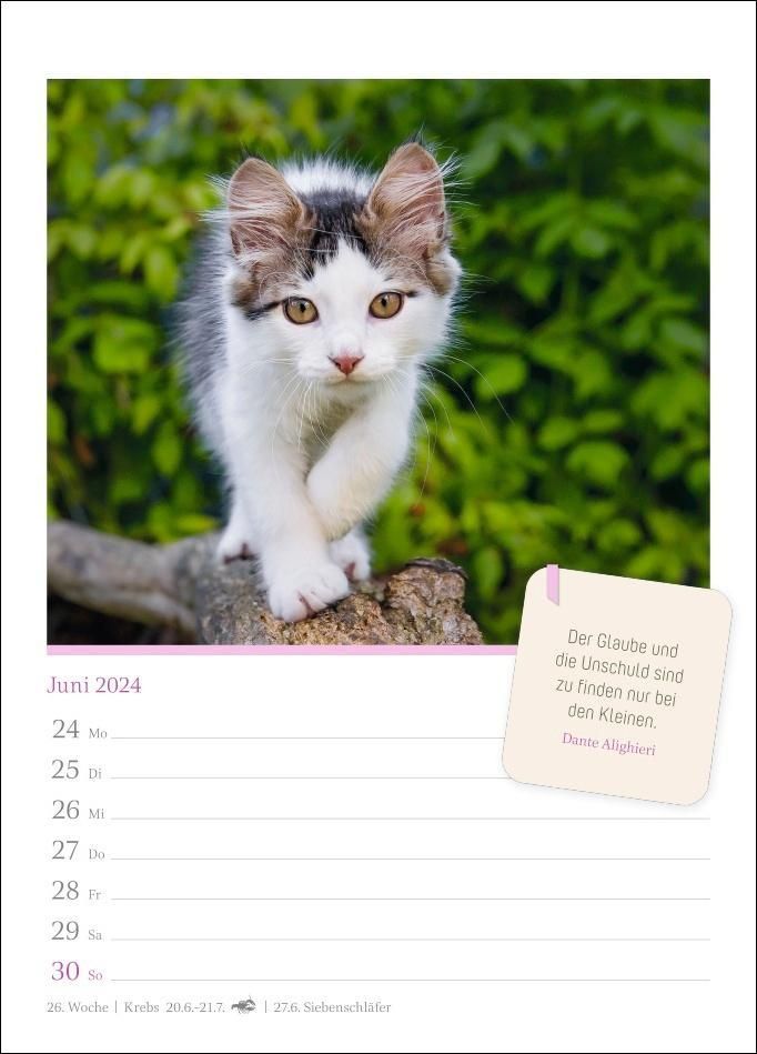 Katzenglück　und　Wochenkalender　eine　Fotokalender.　2024.　Jede　süße　Woche　in　Katze　dem　kleinen　Passende　Zitate　niedliche　F　online　kaufen　Orbisana