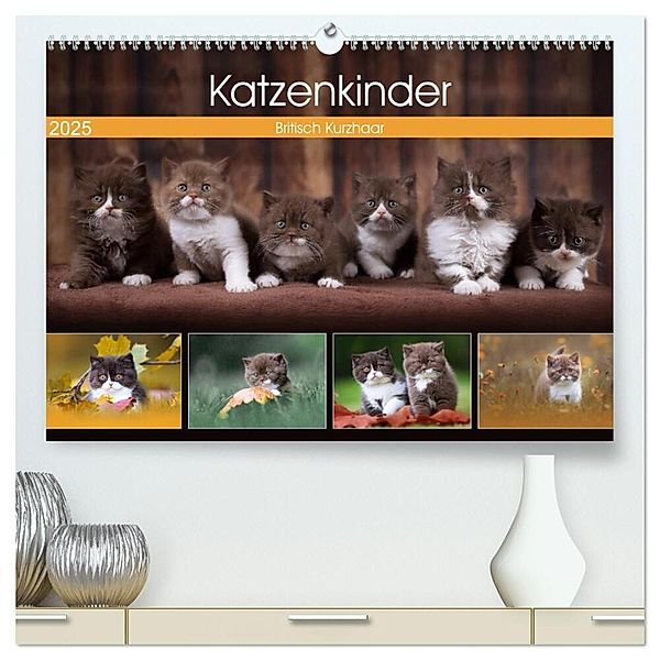 Katzenkinder - Britisch Kurzhaar (hochwertiger Premium Wandkalender 2025 DIN A2 quer), Kunstdruck in Hochglanz, Calvendo, Wabi Sabi Fotografie by Janina Bürger