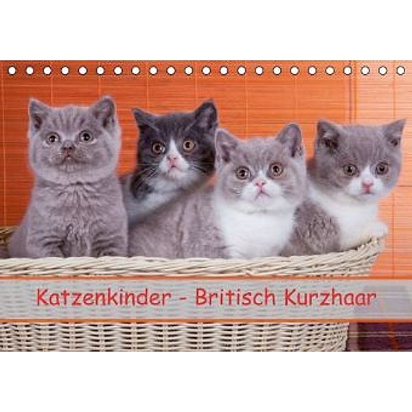 Katzenkinder Britisch Kurzhaar (Tischkalender 2016 DIN A5 quer), Gabriela Wejat-Zaretzke