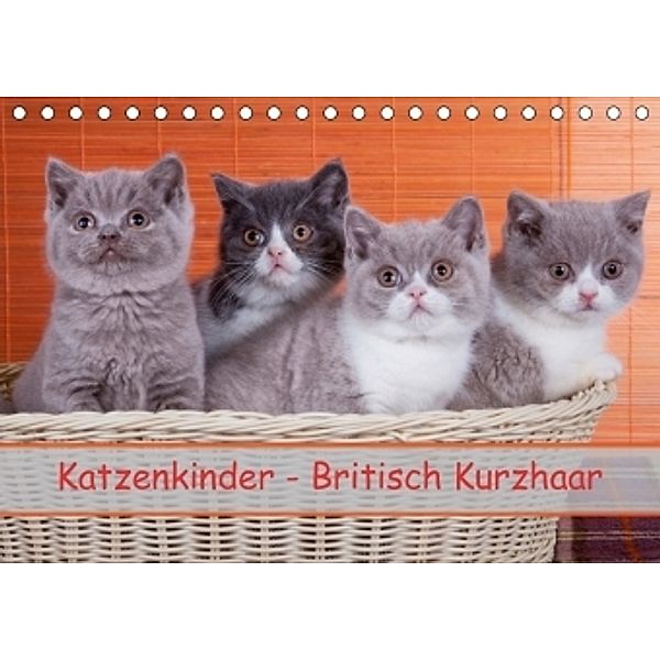 Katzenkinder Britisch Kurzhaar (Tischkalender 2017 DIN A5 quer), Gabriela Wejat-Zaretzke