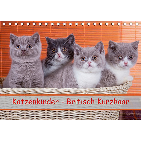 Katzenkinder Britisch Kurzhaar (Tischkalender 2019 DIN A5 quer), Gabriela Wejat-Zaretzke