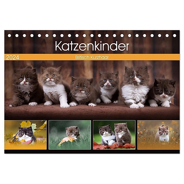 Katzenkinder - Britisch Kurzhaar (Tischkalender 2024 DIN A5 quer), CALVENDO Monatskalender, Wabi Sabi Fotografie by Janina Bürger