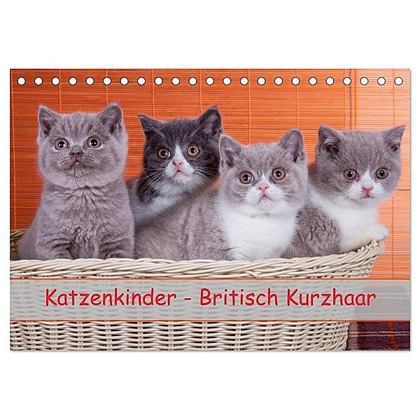 Katzenkinder Britisch Kurzhaar (Tischkalender 2024 DIN A5 quer), CALVENDO Monatskalender, Gabriela Wejat-Zaretzke