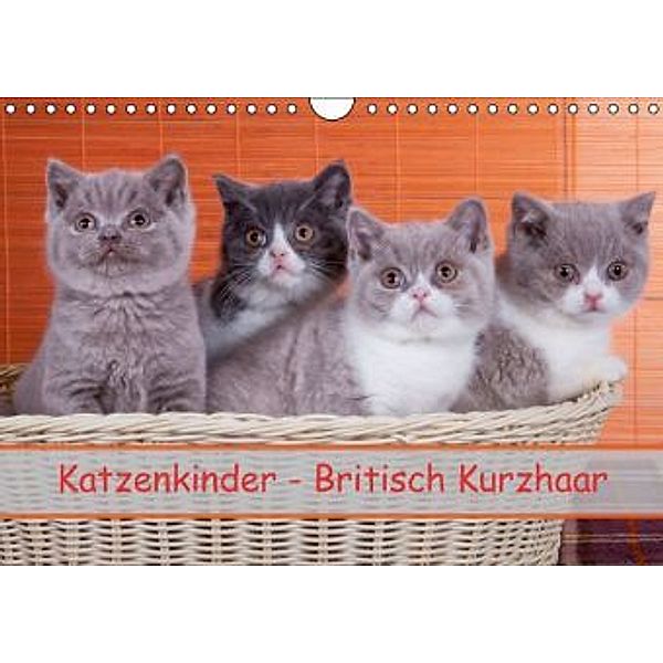 Katzenkinder Britisch Kurzhaar (Wandkalender 2016 DIN A4 quer), Gabriela Wejat-Zaretzke