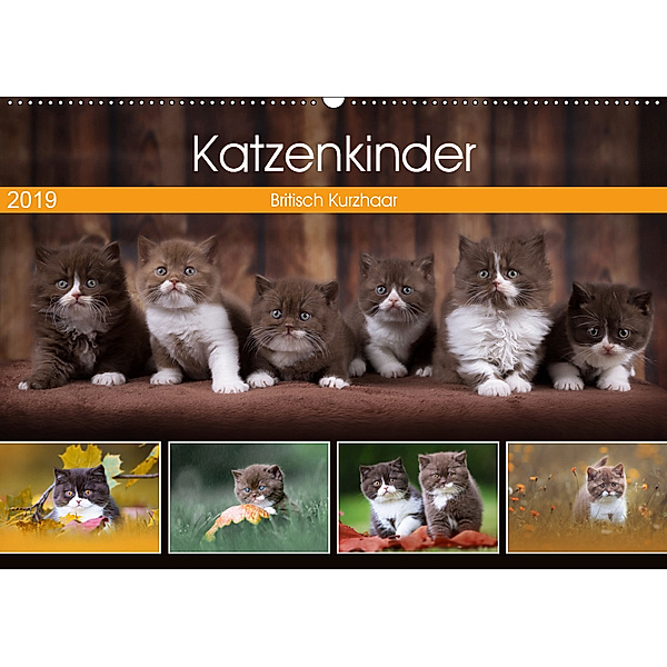 Katzenkinder - Britisch Kurzhaar (Wandkalender 2019 DIN A2 quer), Janina Bürger