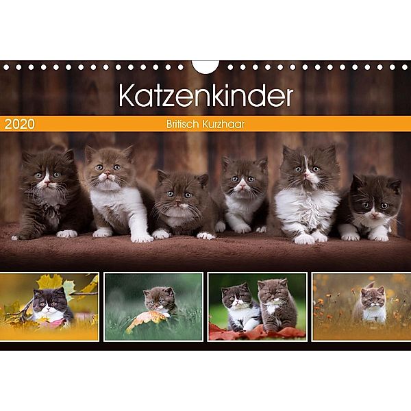 Katzenkinder - Britisch Kurzhaar (Wandkalender 2020 DIN A4 quer), Wabi Sabi Fotografie by Janina Bürger