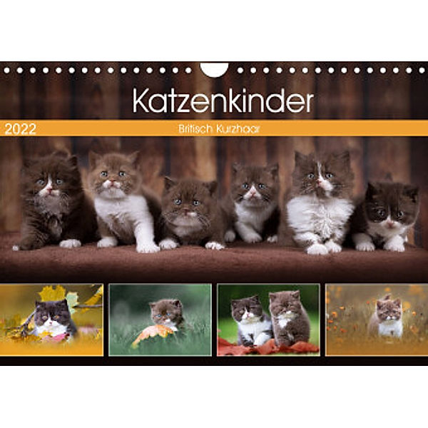 Katzenkinder - Britisch Kurzhaar (Wandkalender 2022 DIN A4 quer), Wabi Sabi Fotografie by Janina Bürger