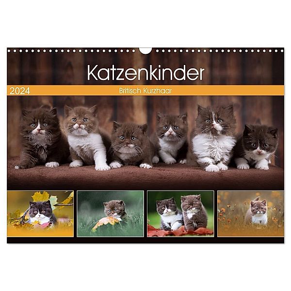 Katzenkinder - Britisch Kurzhaar (Wandkalender 2024 DIN A3 quer), CALVENDO Monatskalender, Wabi Sabi Fotografie by Janina Bürger