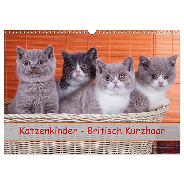 Katzenkinder Britisch Kurzhaar (Wandkalender 2024 DIN A3 quer), CALVENDO Monatskalender, Gabriela Wejat-Zaretzke