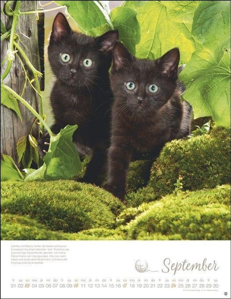 Katzenkinder Posterkalender 2023 - Kalender bei Weltbild.de