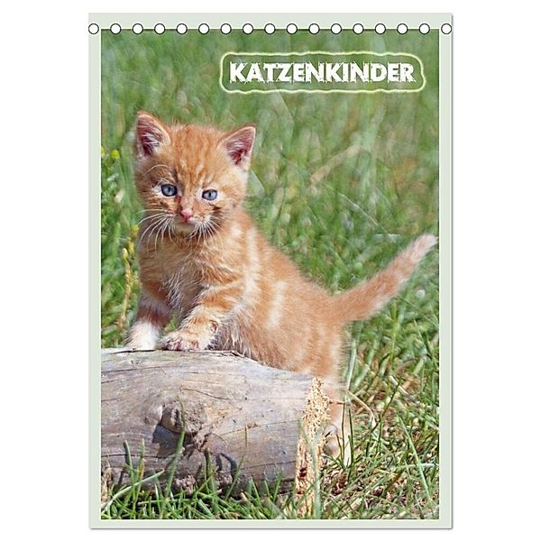 Katzenkinder (Tischkalender 2024 DIN A5 hoch), CALVENDO Monatskalender, Barbara Mielewczyk