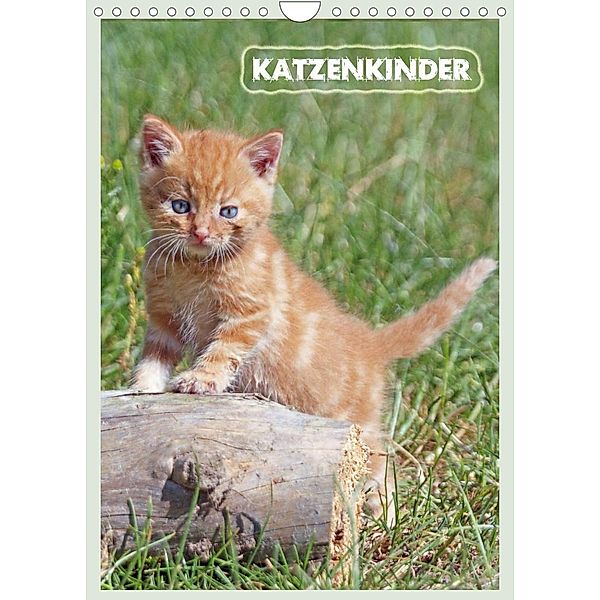Katzenkinder (Wandkalender 2023 DIN A4 hoch), Barbara Mielewczyk