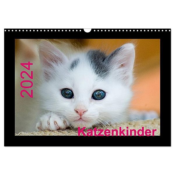 Katzenkinder (Wandkalender 2024 DIN A3 quer), CALVENDO Monatskalender, Michael Weirauch