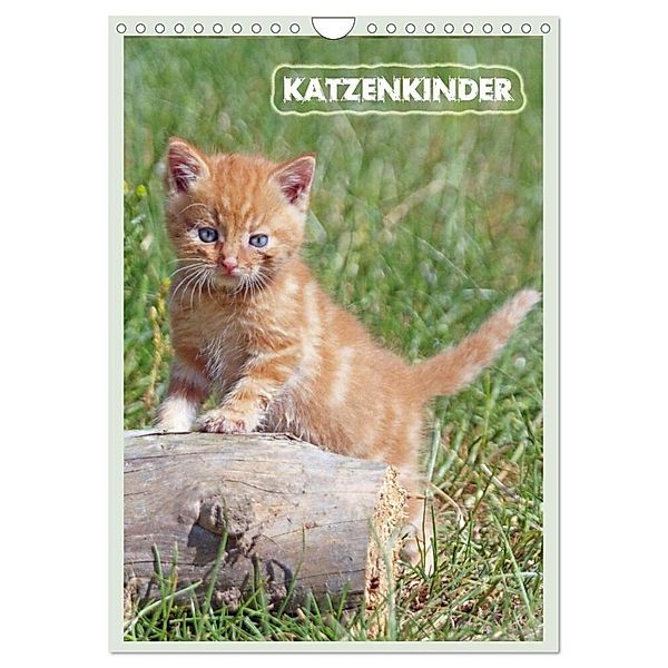 Katzenkinder (Wandkalender 2025 DIN A4 hoch), CALVENDO Monatskalender, Calvendo, Barbara Mielewczyk
