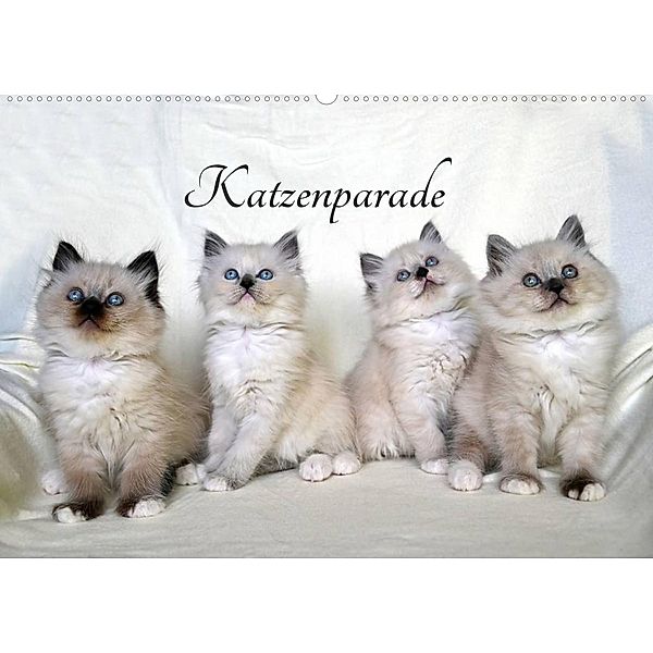 Katzenparade (Wandkalender 2023 DIN A2 quer), Jennifer Chrystal