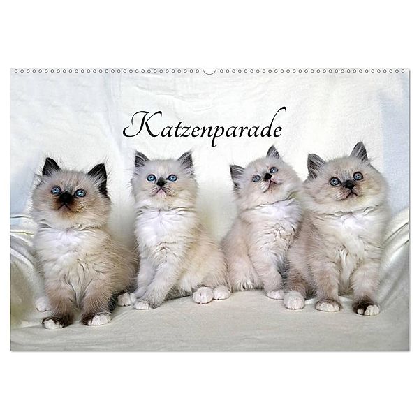 Katzenparade (Wandkalender 2024 DIN A2 quer), CALVENDO Monatskalender, Jennifer Chrystal