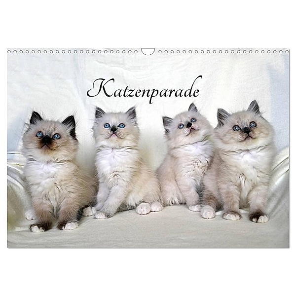 Katzenparade (Wandkalender 2024 DIN A3 quer), CALVENDO Monatskalender, Jennifer Chrystal