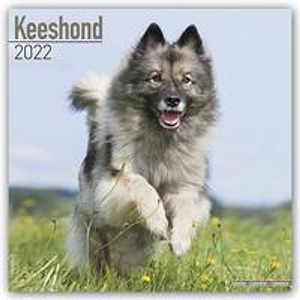 Keeshond - Wolfsspitz 2022 - 16-Monatskalender, Avonside Publishing Ltd