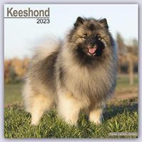 Keeshond - Wolfsspitz 2023 - 16-Monatskalender, Avonside Publishing Ltd