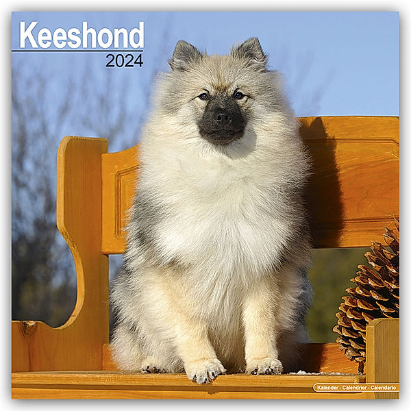 Keeshond - Wolfsspitz 2024 - 16-Monatskalender, Avonside Publishing Ltd
